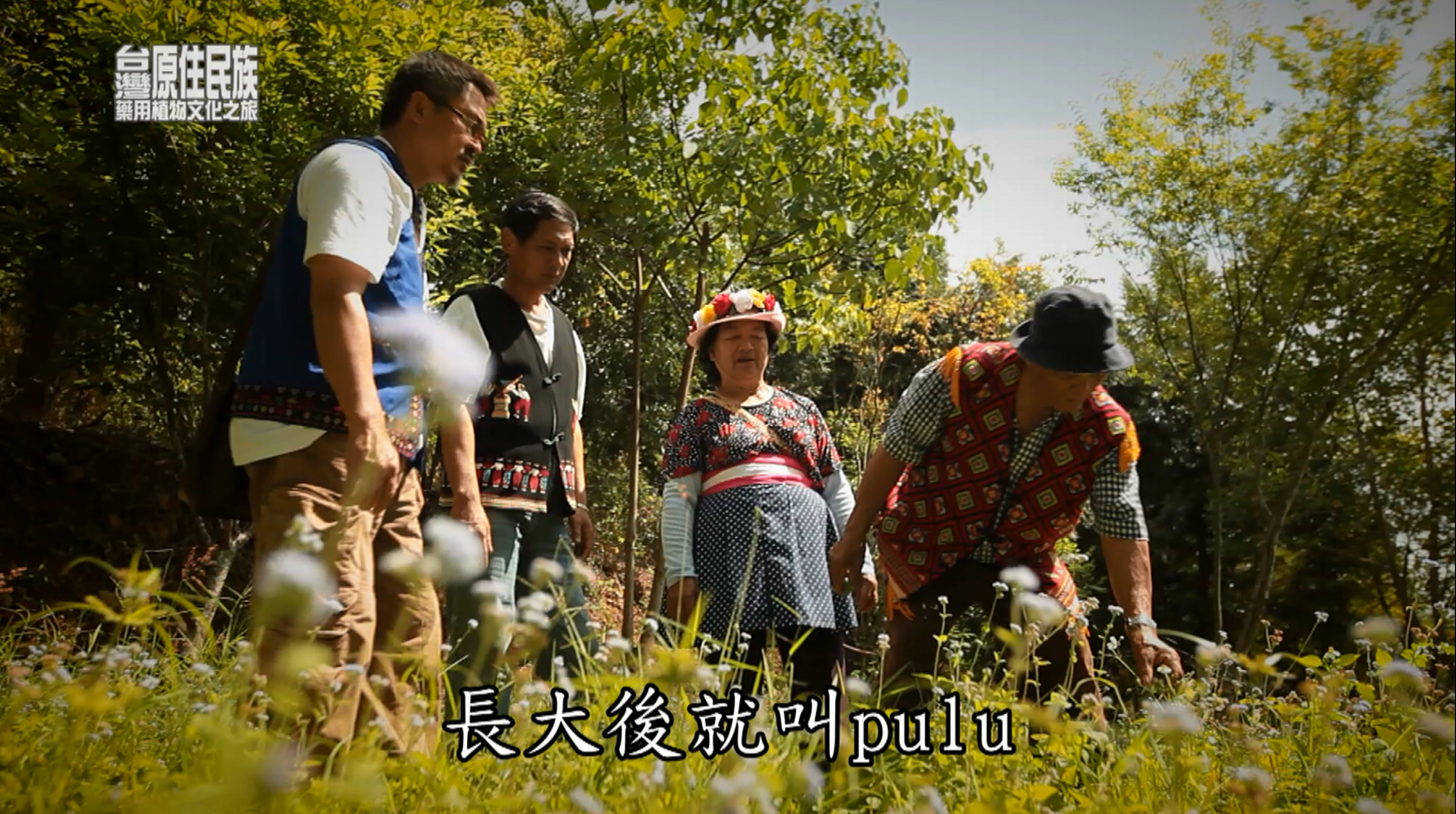 卑南族傳統醫療田野學習現場,長者與族人於山林草地中辨識植物,象徵藥用植物知識、照護與文化傳承。
